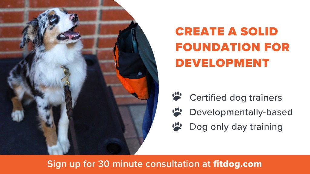 Not a Puppy fitdog training classes