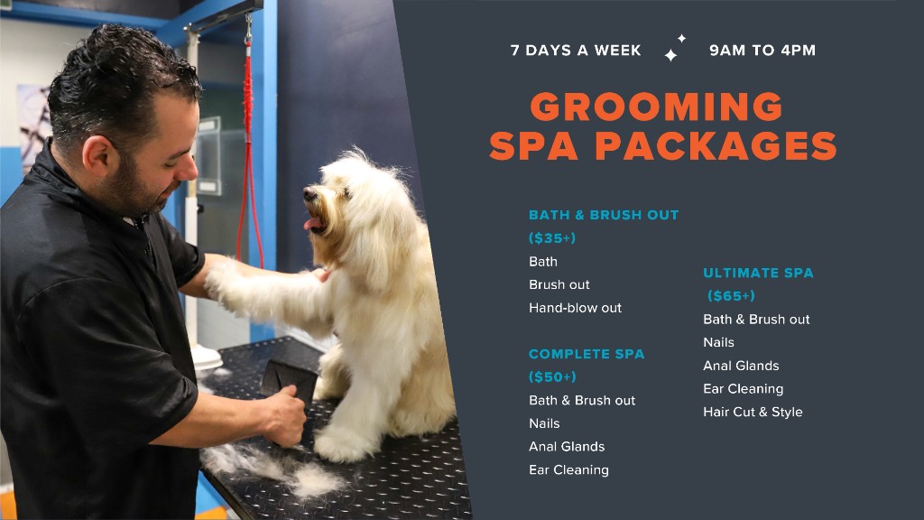 Bath Day Sundays grooming special