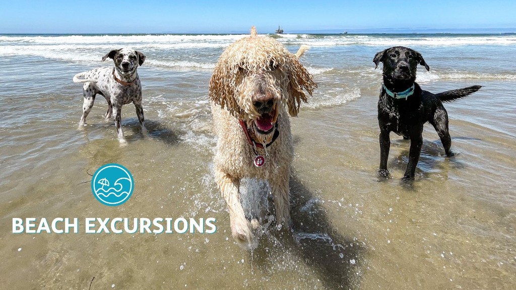 There Are No Bad Dogs training series