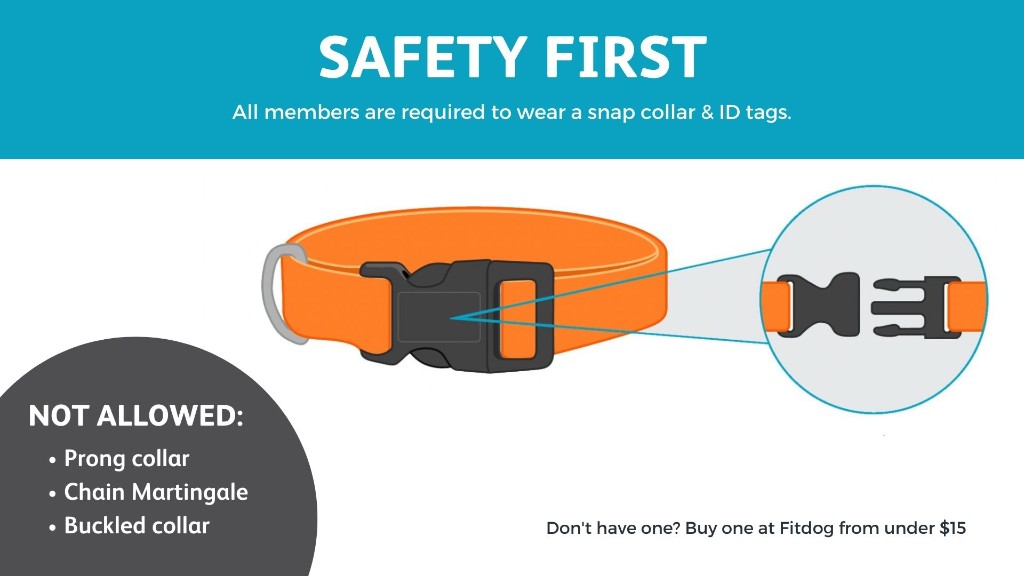 Safety first collar requirements