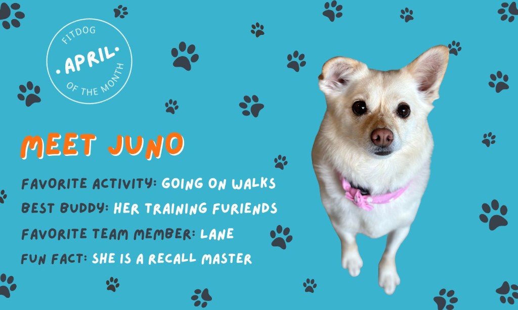 Dog of the month Juno