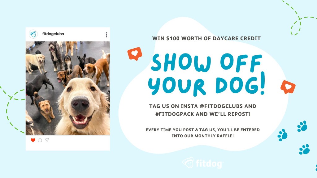 Show off your dog on Instagram