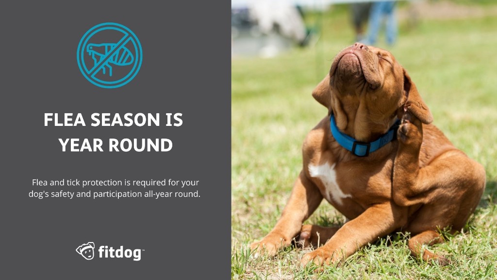 Flea season is year round
