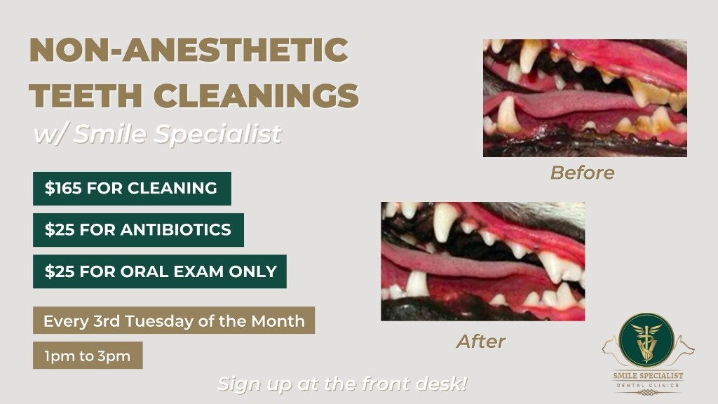 Non-anesthetic teeth cleanings
