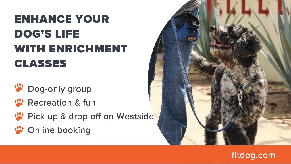 Fitdog enrichment activities